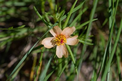 Portulaca suffrutescens, photographed by Jeremiah Degenhardt