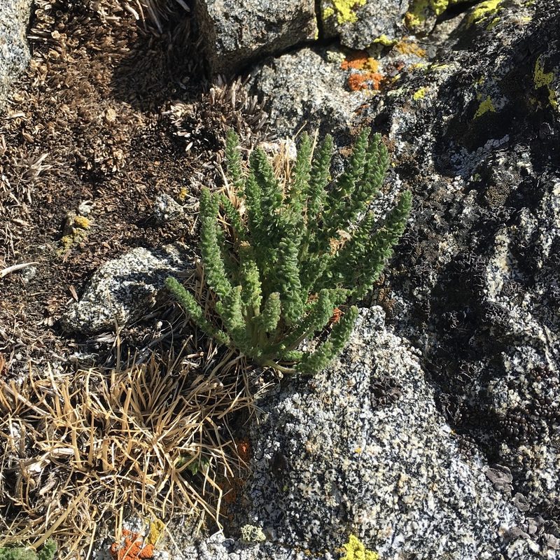Polemonium eximium, photographed by Ryan Hearty