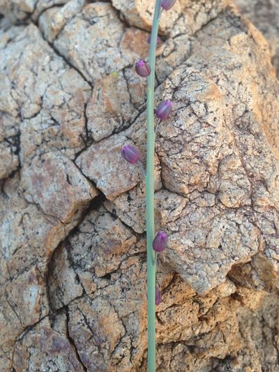 Pennellia micrantha, photographed by Oscar C. González Martínez