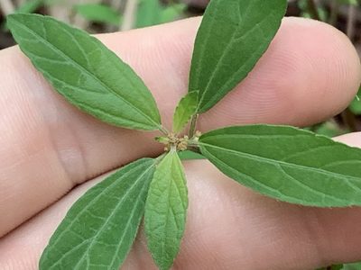 Acalypha gracilens, photographed by natalie