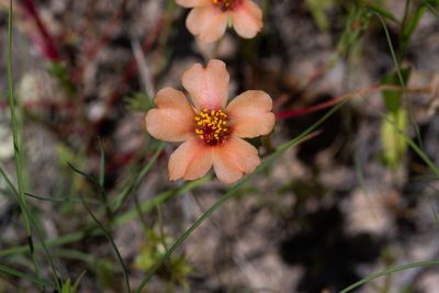 Portulaca suffrutescens, photographed by Jeremiah Degenhardt