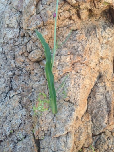 Pennellia micrantha, photographed by Oscar C. González Martínez