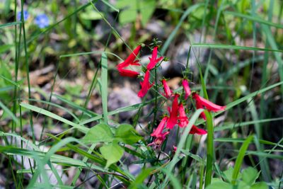 Penstemon barbatus, photographed by Jeremiah Degenhardt