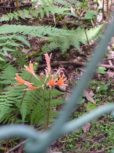 Lycoris sanguinea, photographed by WATANABE Hitoshi 渡辺仁