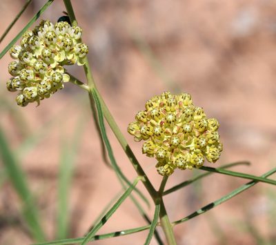 Asclepias engelmanniana, photographed by Catherine C. Galley