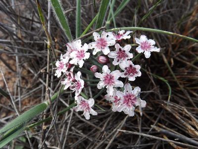 Hessea cinnamomea, photographed by James Deacon