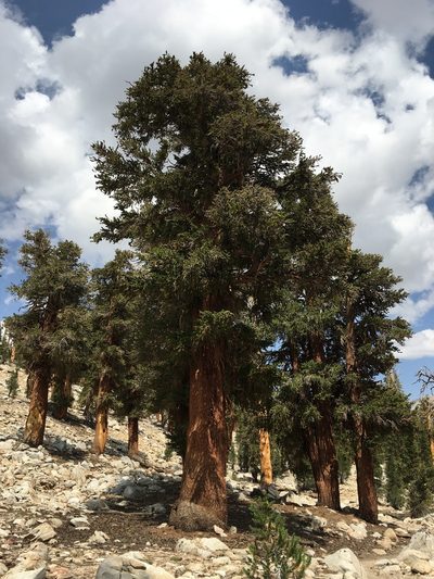 Pinus balfouriana, photographed by Ryan Hearty