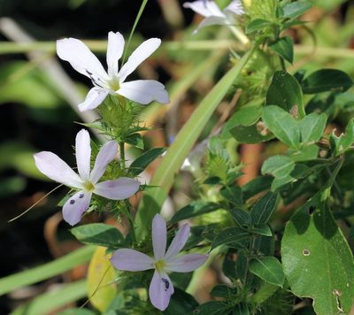 Barleria saxatilis, photographed by Wynand Uys