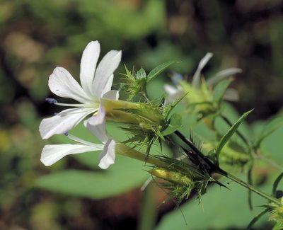 Barleria saxatilis, photographed by Wynand Uys
