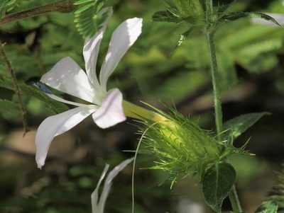 Barleria saxatilis, photographed by Wynand Uys