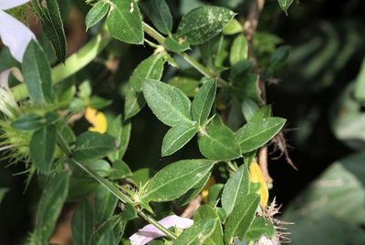 Barleria saxatilis, photographed by Wynand Uys