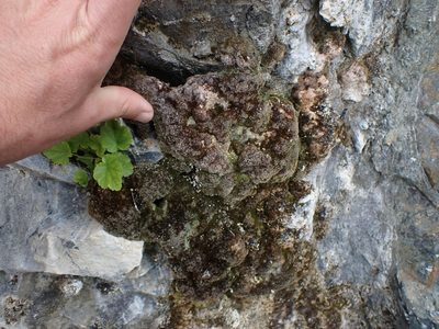Eucladium verticillatum, photographed by Randal
