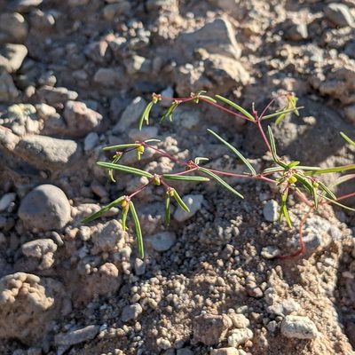 Euphorbia revoluta, photographed by Dominic Gentilcore