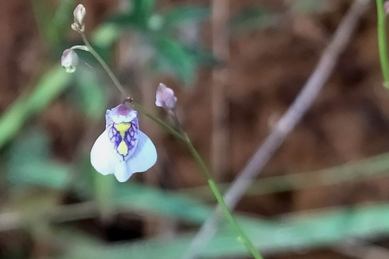 Utricularia hispida, photographed by Guillaume Delaitre