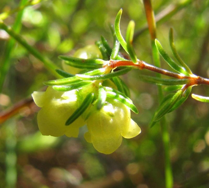 Erica hansfordii, photographed by douglaseustonbrown