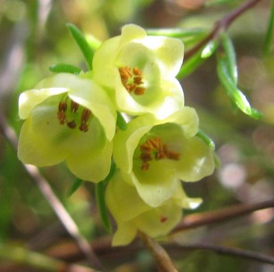 Erica hansfordii, photographed by douglaseustonbrown
