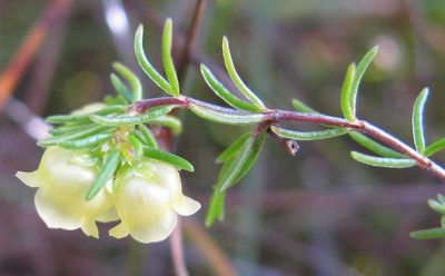 Erica hansfordii, photographed by douglaseustonbrown