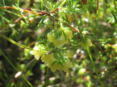 Erica hansfordii, photographed by douglaseustonbrown