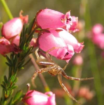 Erica daphniflora, photographed by douglaseustonbrown