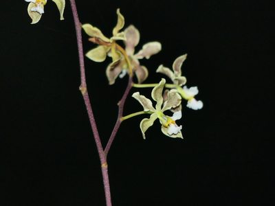 Encyclia granitica, photographed by Guillaume Delaitre