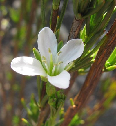 Heliophila scoparia, photographed by douglaseustonbrown