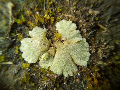 Riccia crystallina, photographed by Stephen Thorpe
