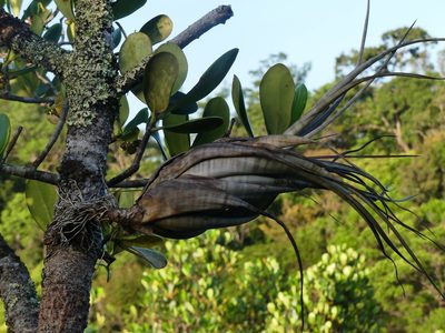 Tillandsia flexuosa, photographed by Guillaume Delaitre