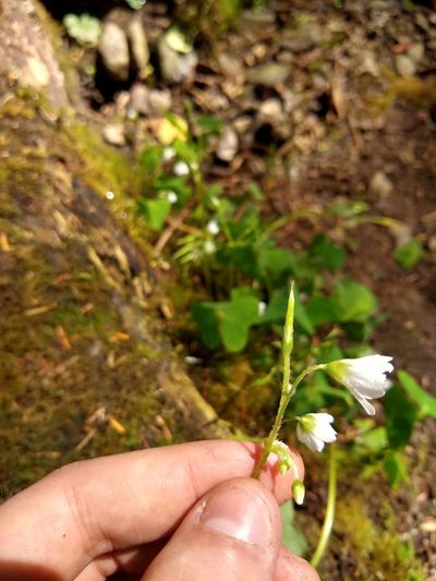 Oxalis trilliifolia, photographed by Sean Haight