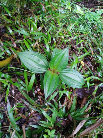 Tristemma mauritianum, photographed by Steve Fitzgerald