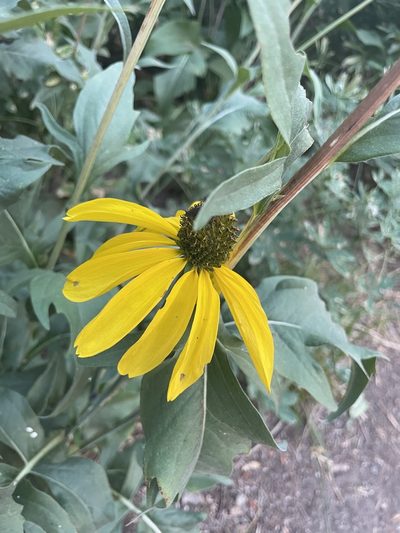 Rudbeckia californica, photographed by laiet17