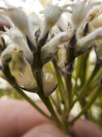 Conospermum mitchellii, photographed by spacegecko