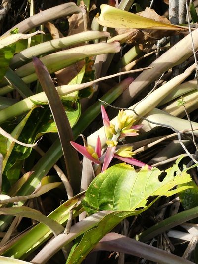 Aechmea aquilega, photographed by Guillaume Delaitre