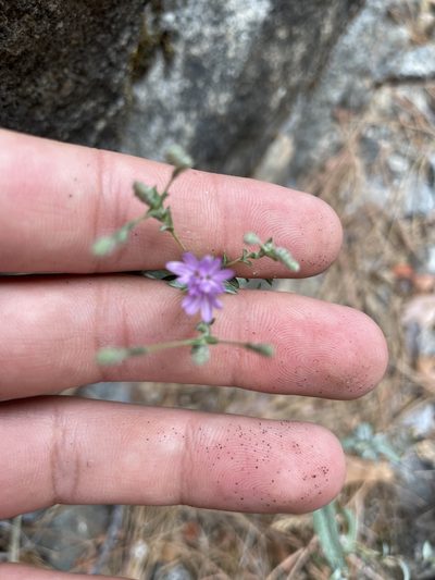 Lessingia leptoclada, photographed by laiet17