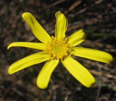 Othonna pinnata, photographed by douglaseustonbrown