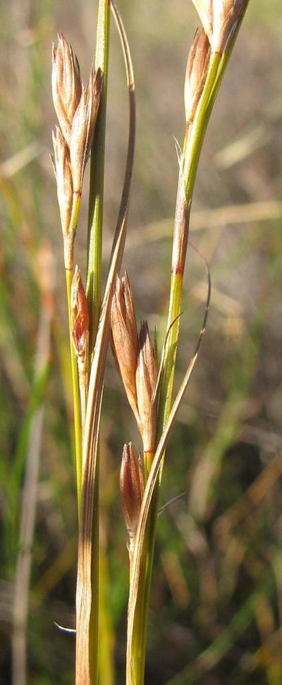 Tetraria nigrovaginata, photographed by douglaseustonbrown