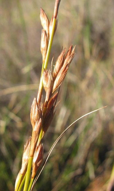 Tetraria nigrovaginata, photographed by douglaseustonbrown