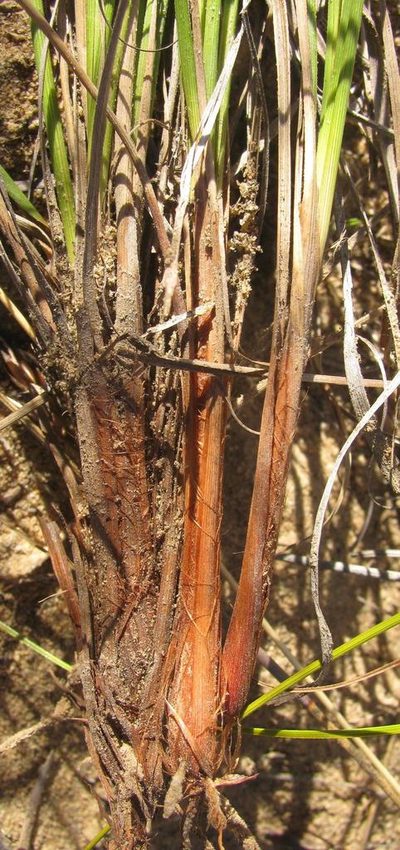 Tetraria nigrovaginata, photographed by douglaseustonbrown