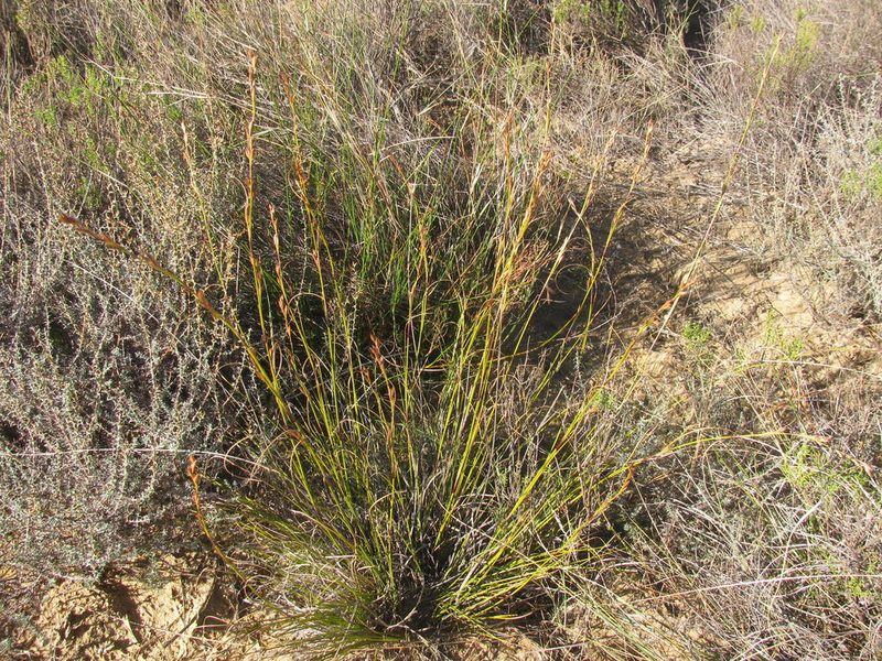 Tetraria nigrovaginata, photographed by douglaseustonbrown
