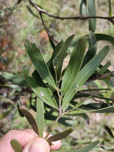Acacia fasciculifera, photographed by Tony van Kampen