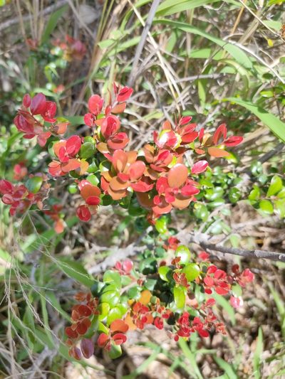 Diospyros humilis, photographed by Tony van Kampen