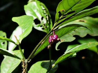 Palicourea dichotoma, photographed by Guillaume Delaitre