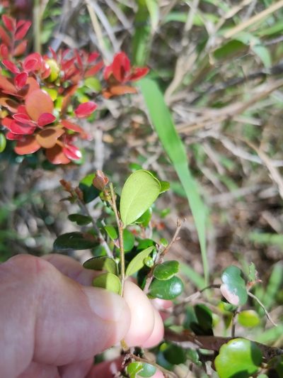 Diospyros humilis, photographed by Tony van Kampen