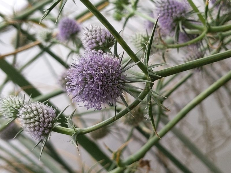 Eryngium articulatum, photographed by Ken-ichi Ueda