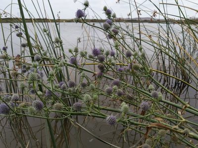 Eryngium articulatum, photographed by Ken-ichi Ueda
