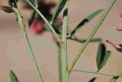 Indigofera atrata, photographed by Charles Stirton