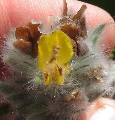 Aspalathus dunsdoniana, photographed by Brian du Preez