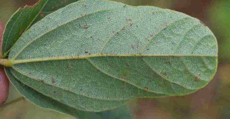 Rhynchosia pentheri, photographed by Charles Stirton