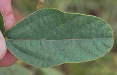 Rhynchosia pentheri, photographed by Charles Stirton