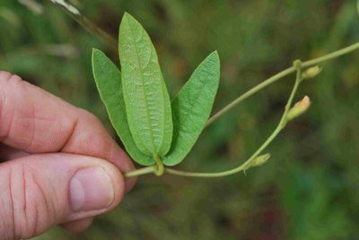 Rhynchosia pentheri, photographed by Charles Stirton