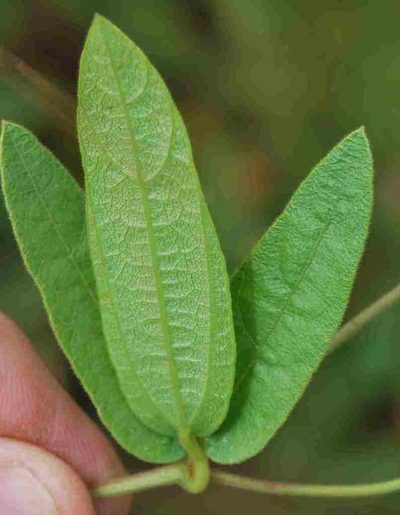 Rhynchosia pentheri, photographed by Charles Stirton